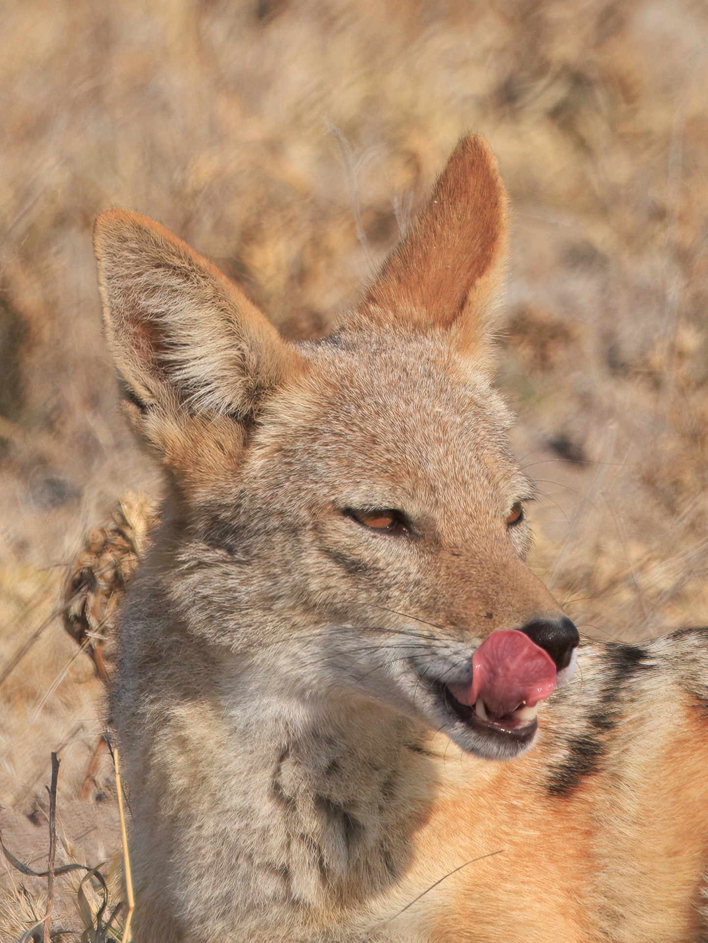 Central Kalahari Game Reserve safari experience