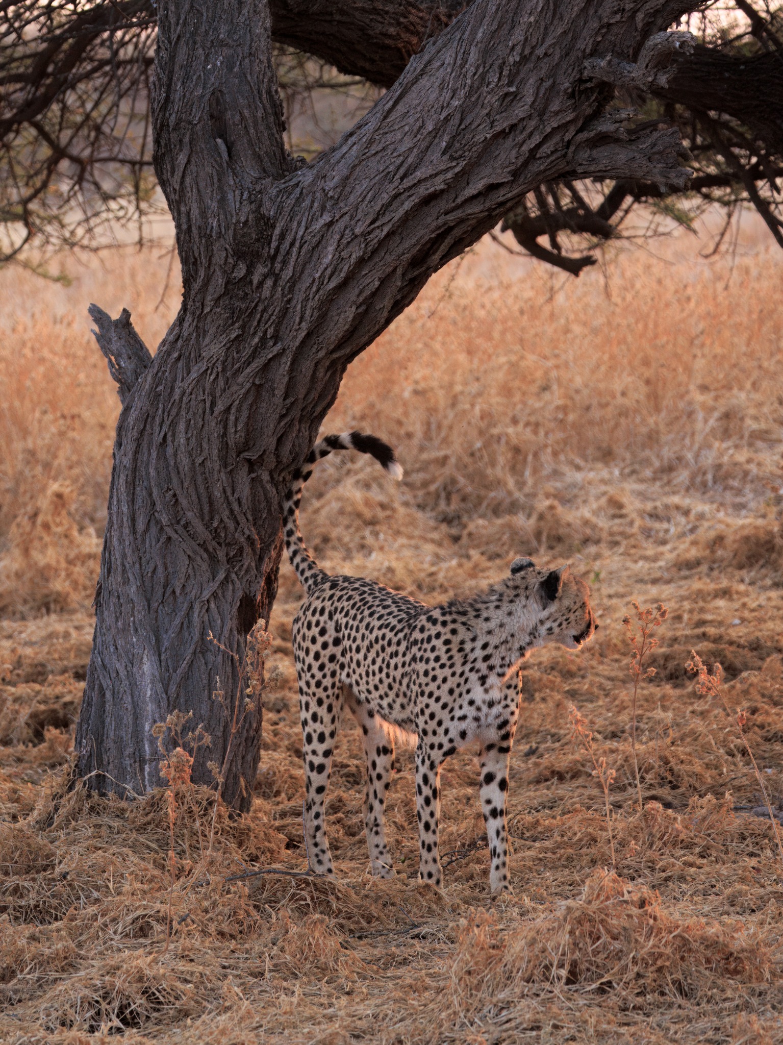 Central Kalahari Game Reserve safari experience