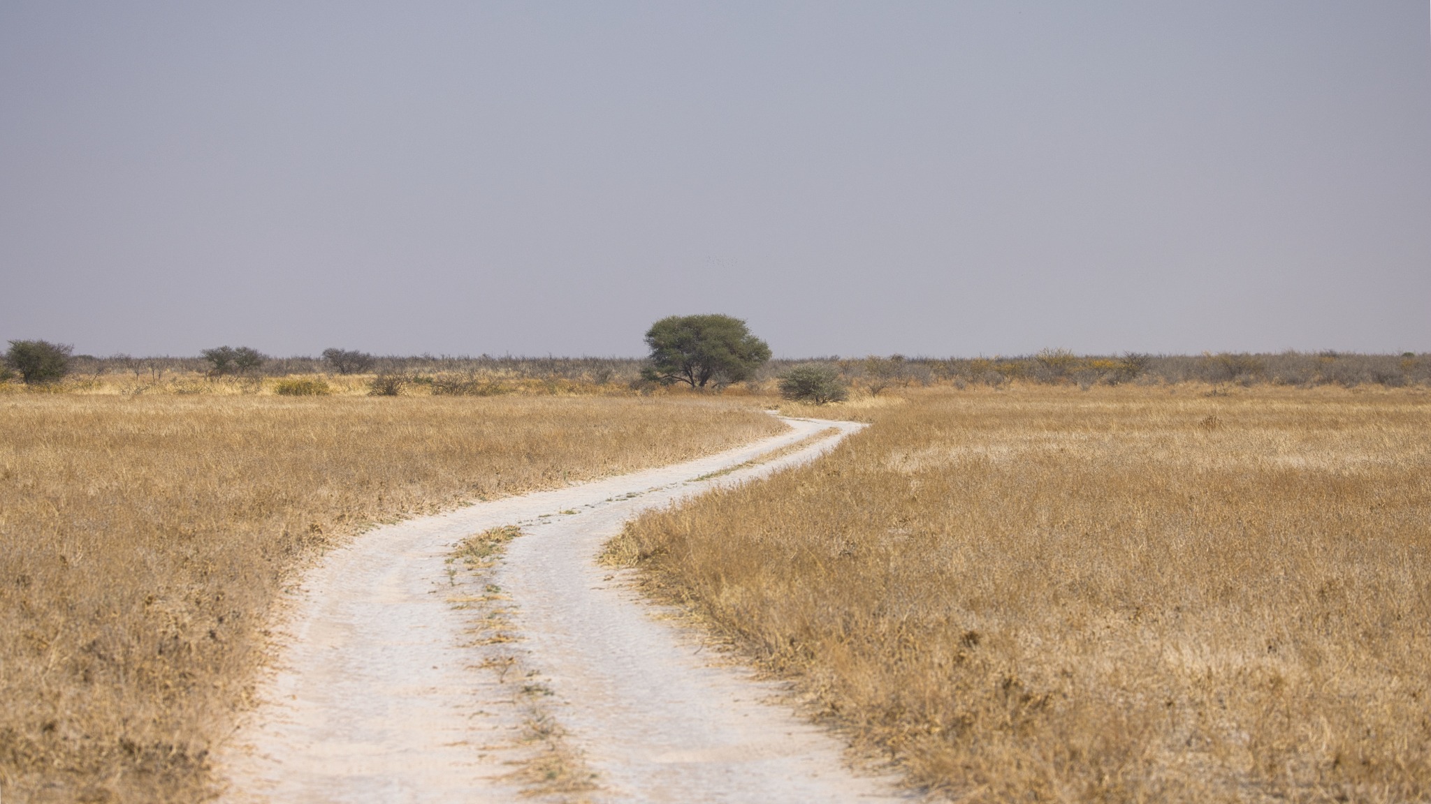 Central Kalahari Game Reserve safari experience