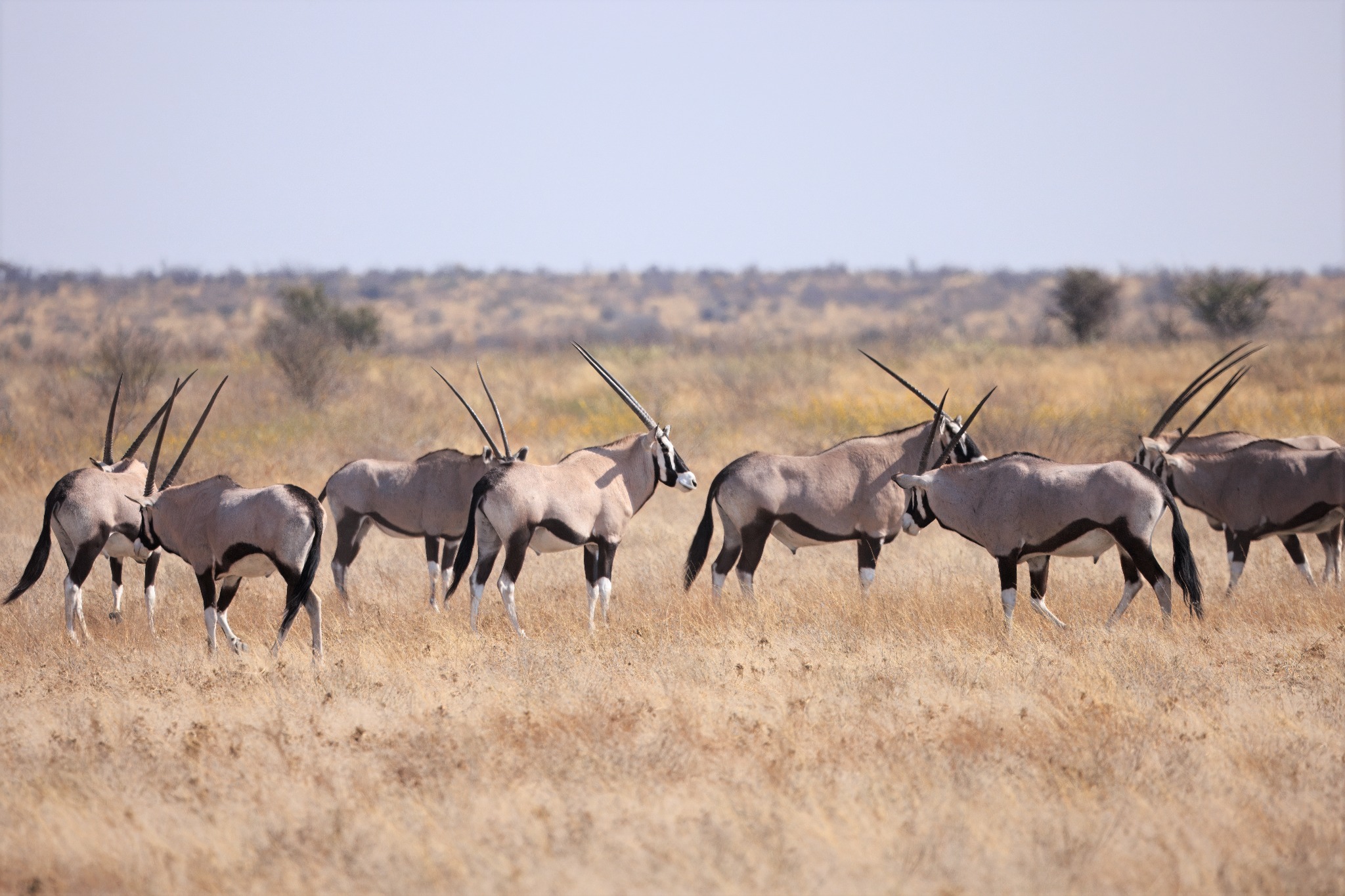 Central Kalahari Game Reserve landscape