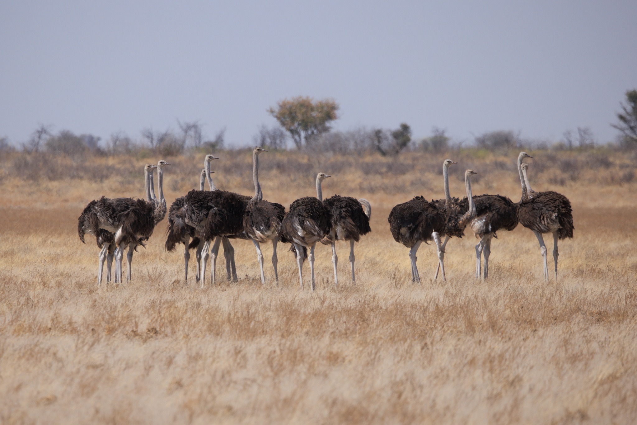 Central Kalahari Game Reserve safari experience