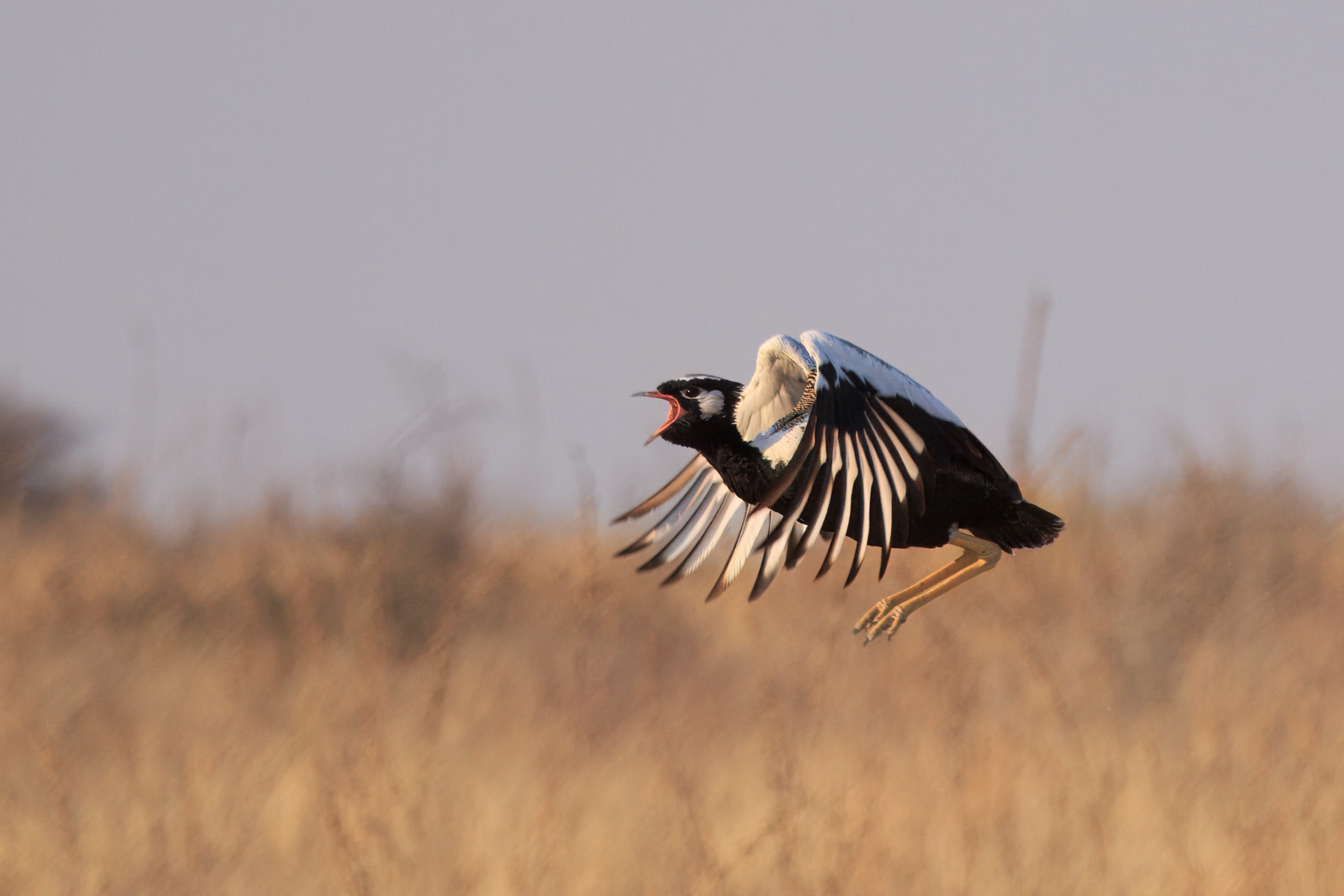 Central Kalahari Game Reserve safari experience