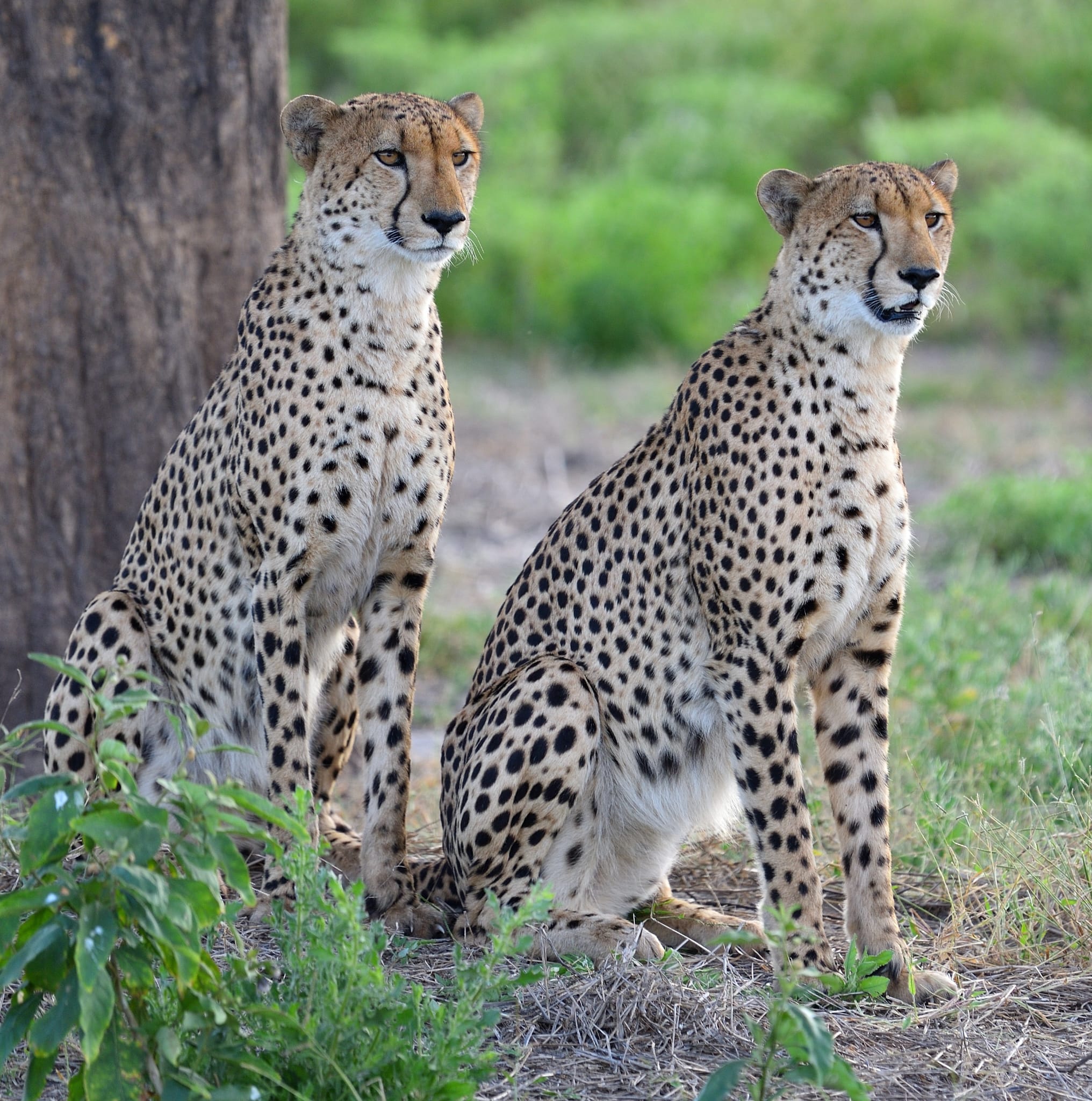 A pair of cheetahs photographed in Mababe