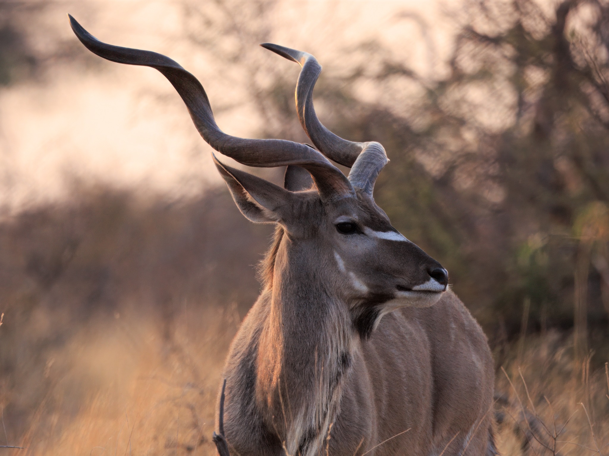 Makgadikgadi Pans National Park safari experience