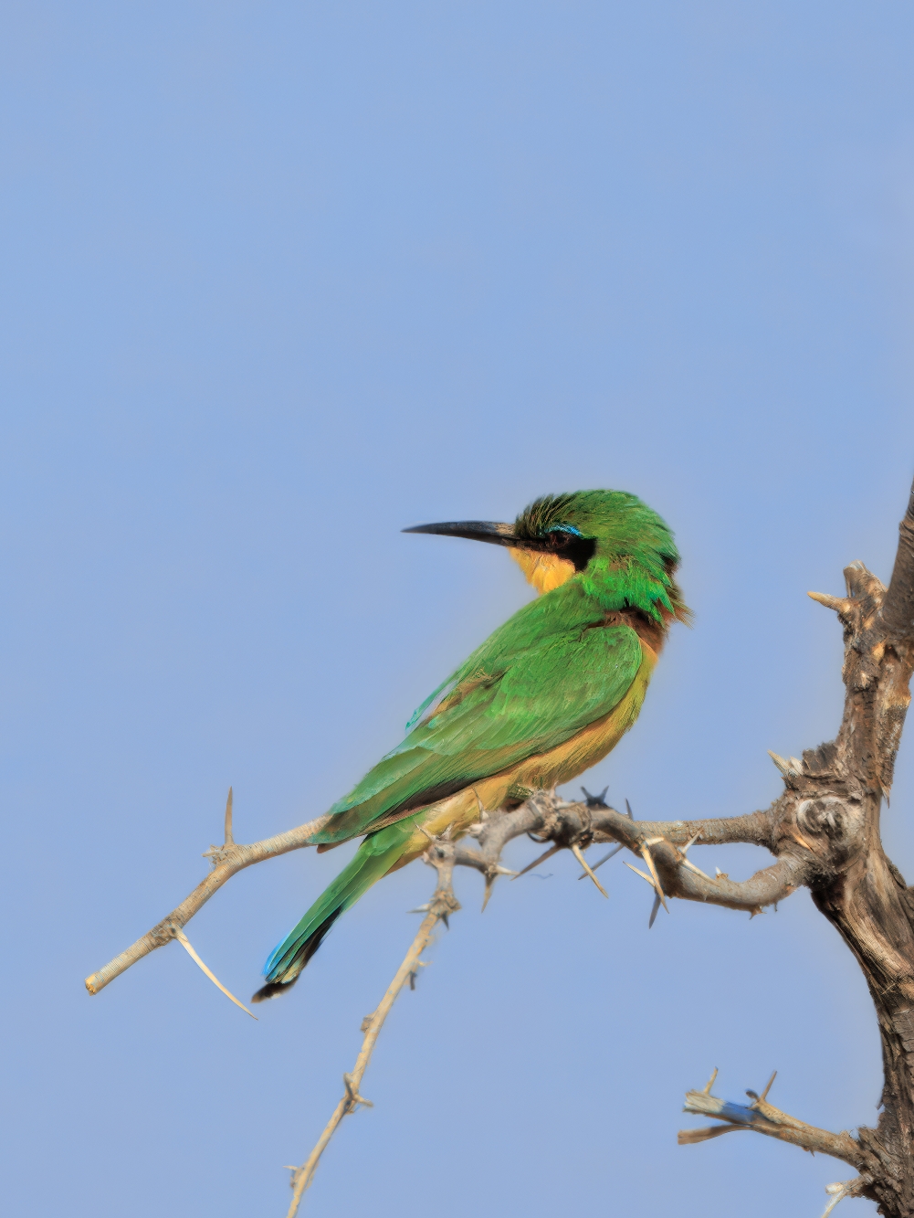 A little bee-eater photographed in Makgadikgadi Pans National Park