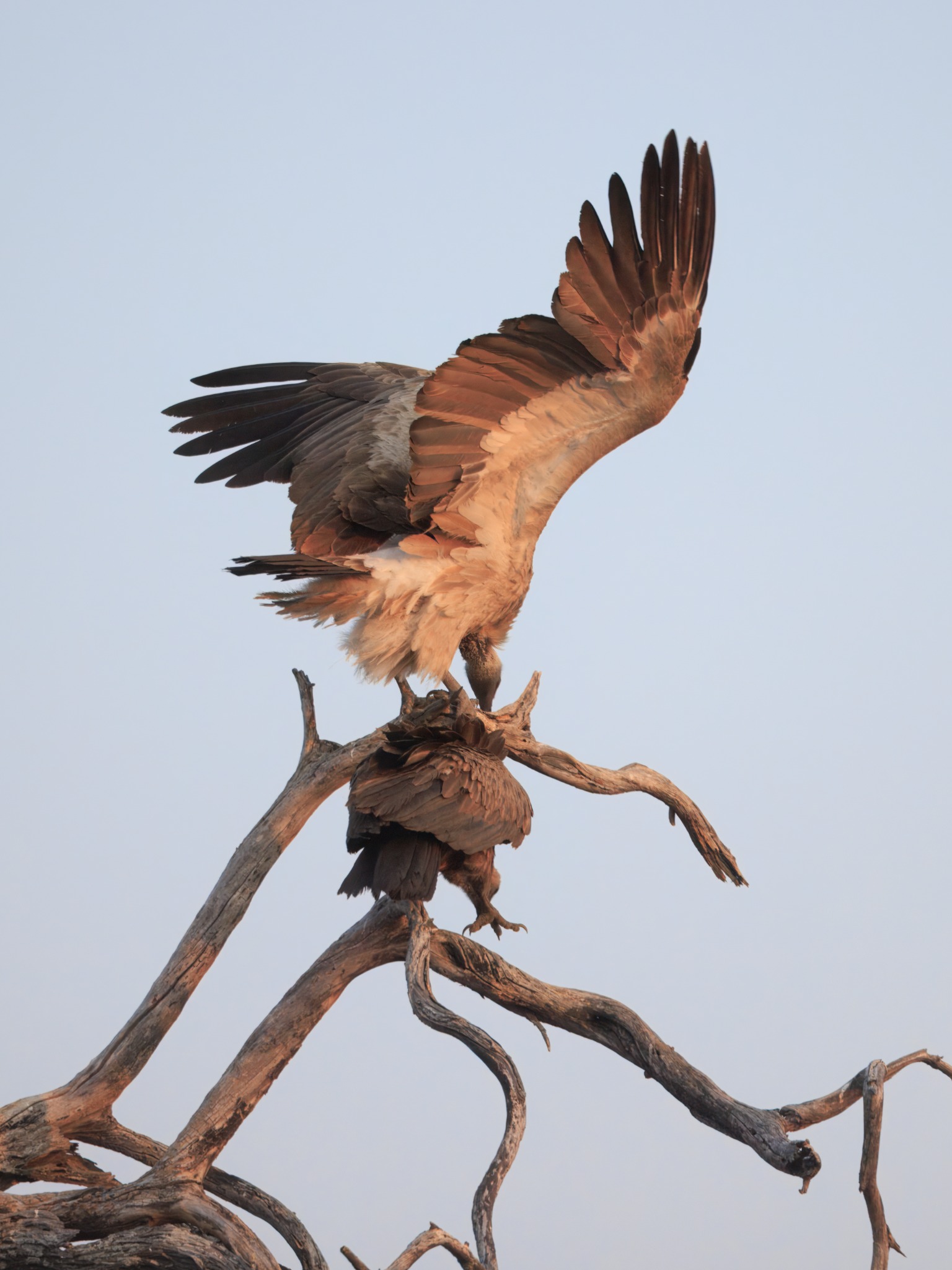 Makgadikgadi Pans National Park safari experience