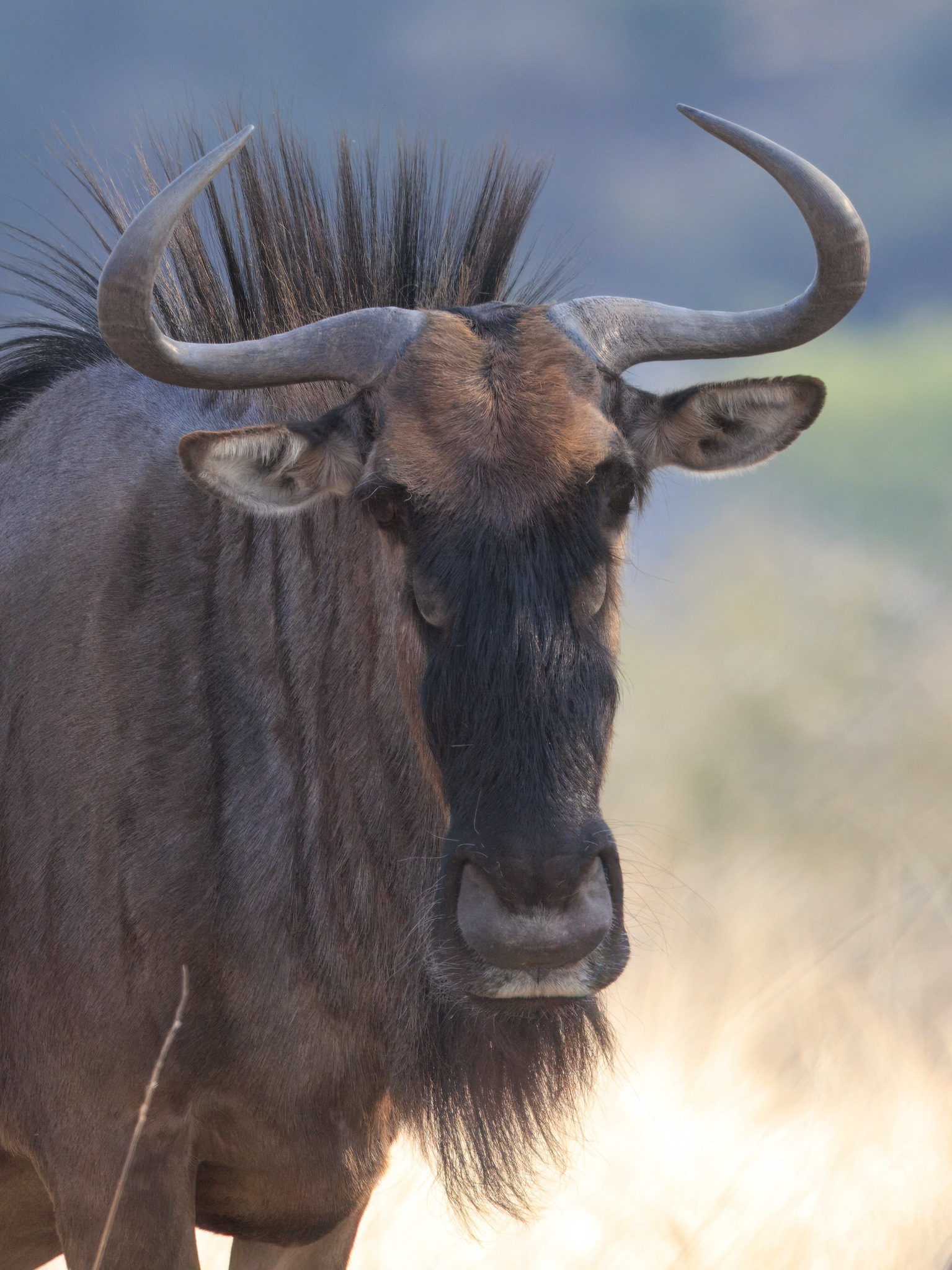 Wildebeest portrait in Makgadikgadi Pans National Park