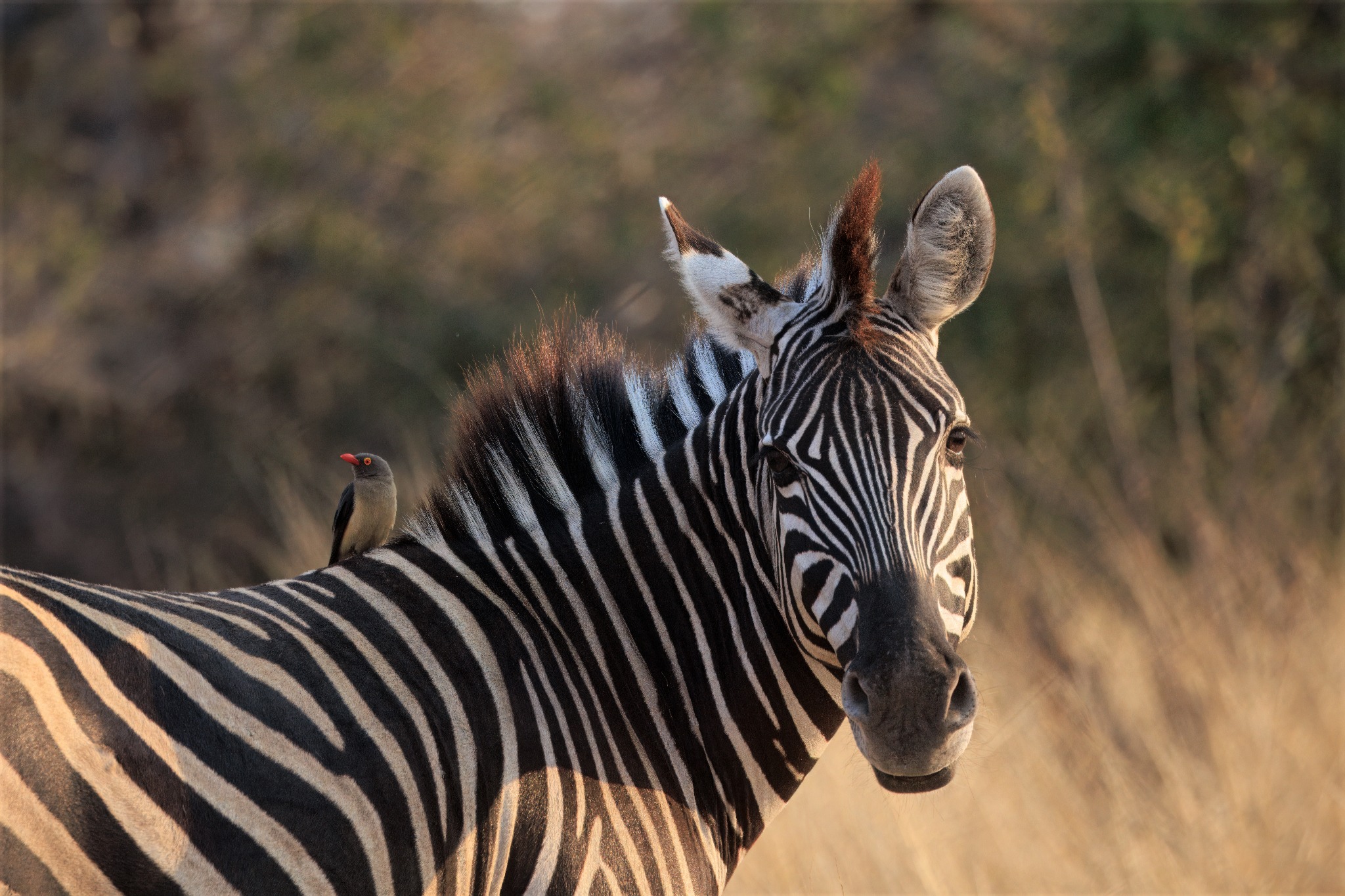 Makgadikgadi Pans National Park safari experience