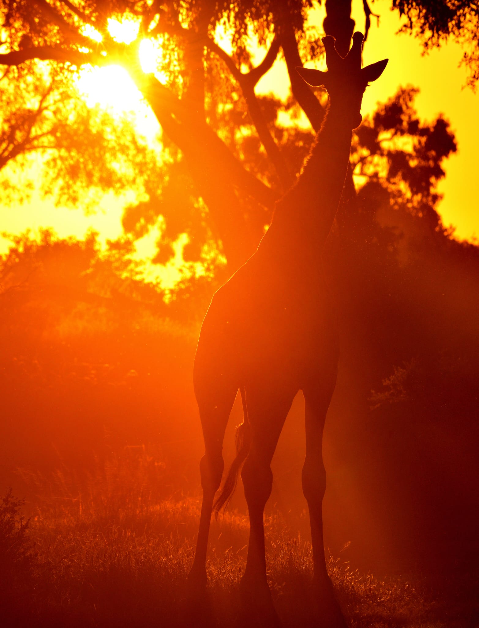 Giraffe silhouetted at sunset in Moremi Game Reserve