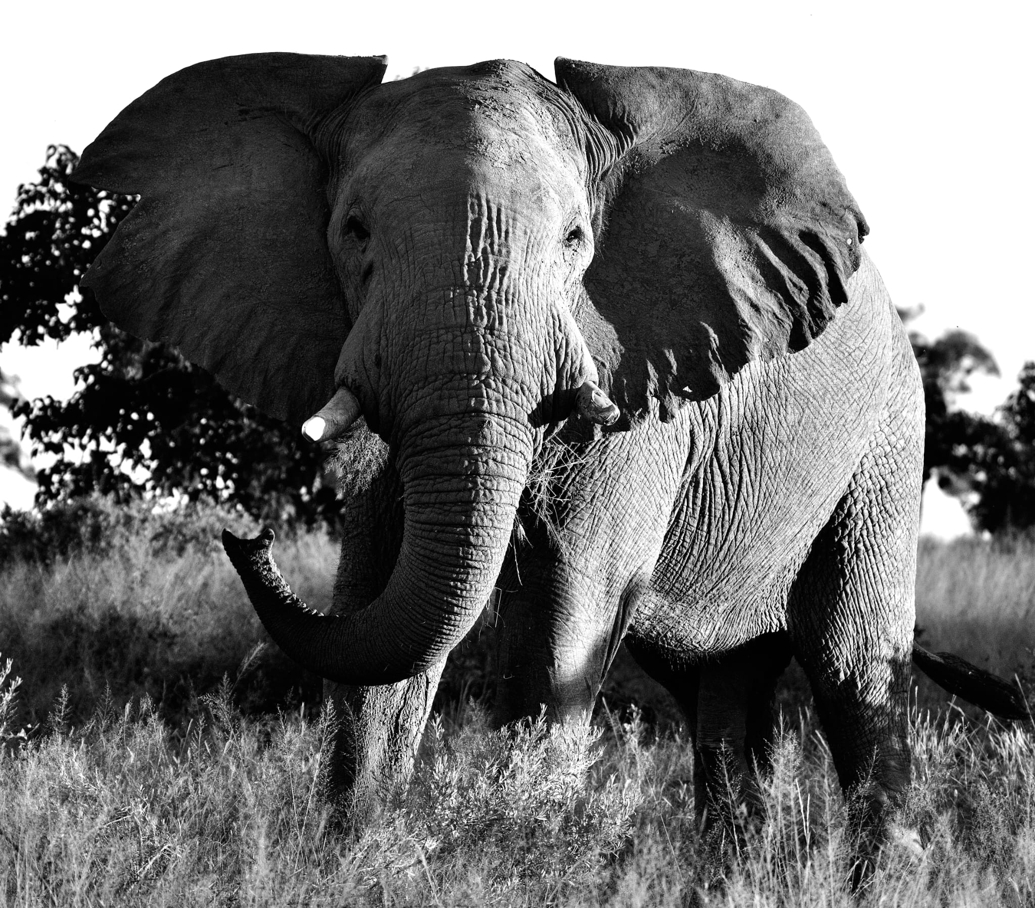 Elephant photographed in the Okavango Delta