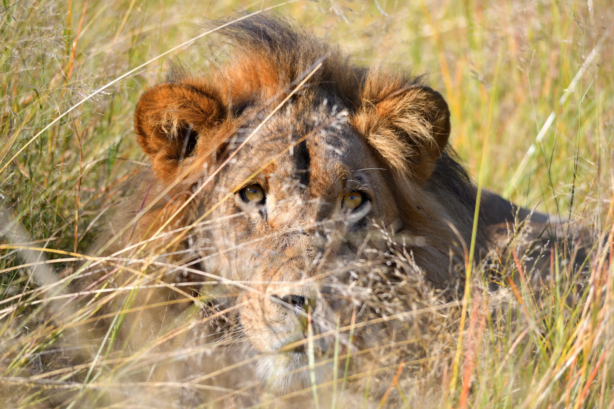 Lion resting in the grass of the Okavango Delta