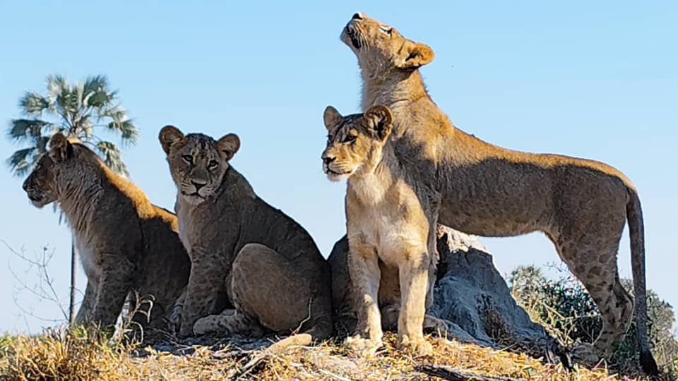 Botswana wilderness scenery